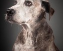 portraits-of-old-dogs-pete-thorne-10-23-2014-6