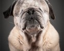 portraits-of-old-dogs-pete-thorne-10-23-2014-7