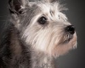 portraits-of-old-dogs-pete-thorne-10-23-2014-8