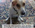 what-dogs-are-really-thinking-10-06-2014-9