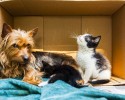 abandoned-yorkie-takes-care-of-two-stray-kittens-10