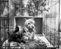 abandoned-yorkie-takes-care-of-two-stray-kittens-2