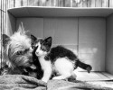 abandoned-yorkie-takes-care-of-two-stray-kittens-3
