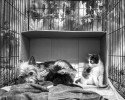 abandoned-yorkie-takes-care-of-two-stray-kittens-4