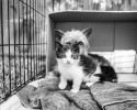 abandoned-yorkie-takes-care-of-two-stray-kittens-5
