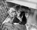 abandoned-yorkie-takes-care-of-two-stray-kittens-9