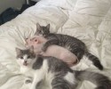 animals-cuddling-awesomelycute-com-7