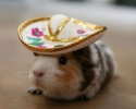 awesomelycute-animals-wearing-hats-10