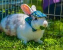 awesomelycute-animals-wearing-hats-11