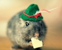 awesomelycute-animals-wearing-hats-12