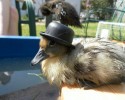 awesomelycute-animals-wearing-hats-18