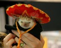 awesomelycute-animals-wearing-hats-20