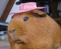 awesomelycute-animals-wearing-hats-3