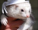 awesomelycute-animals-wearing-hats-9