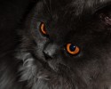 black-cats-awesomelycute.com-1