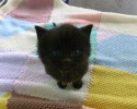black-cats-awesomelycute.com-10
