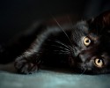 black-cats-awesomelycute.com-11
