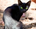 black-cats-awesomelycute.com-12