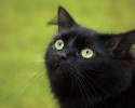 black-cats-awesomelycute.com-13