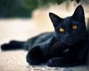 black-cats-awesomelycute.com-14