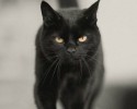 black-cats-awesomelycute.com-15