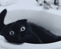 black-cats-awesomelycute.com-18