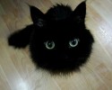 black-cats-awesomelycute.com-19