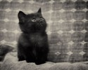 black-cats-awesomelycute.com-2