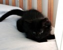 black-cats-awesomelycute.com-20