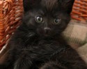 black-cats-awesomelycute.com-21