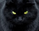 black-cats-awesomelycute.com-22