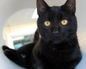 black-cats-awesomelycute.com-23