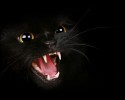 black-cats-awesomelycute.com-25