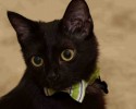 black-cats-awesomelycute.com-27