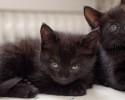 black-cats-awesomelycute.com-28