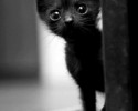 black-cats-awesomelycute.com-29