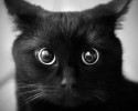 black-cats-awesomelycute.com-3