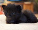 black-cats-awesomelycute.com-30