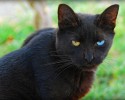 black-cats-awesomelycute.com-31