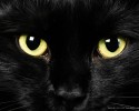 black-cats-awesomelycute.com-32