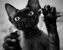 black-cats-awesomelycute.com-4