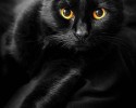 black-cats-awesomelycute.com-6