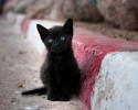 black-cats-awesomelycute.com-7