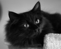black-cats-awesomelycute.com-9