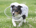 blind-dog-angel-wing-safety-device-15