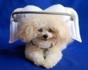 blind-dog-angel-wing-safety-device-3