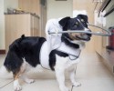 blind-dog-angel-wing-safety-device-6