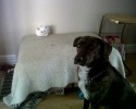 cats-stealing-dog-beds-1