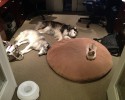 cats-stealing-dog-beds-11