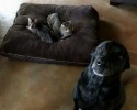 cats-stealing-dog-beds-12